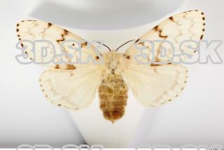 Butterfly Limantria dispar 0001